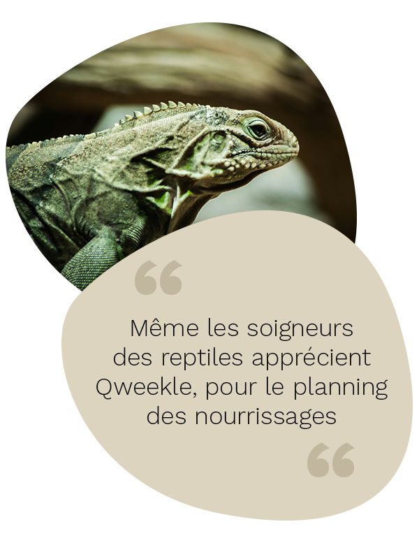 Citation Qweekle Zoo