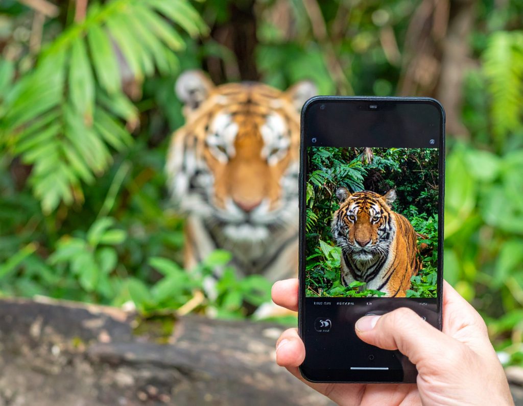 Digitalisation Zoos parcs animaliers Qweekle