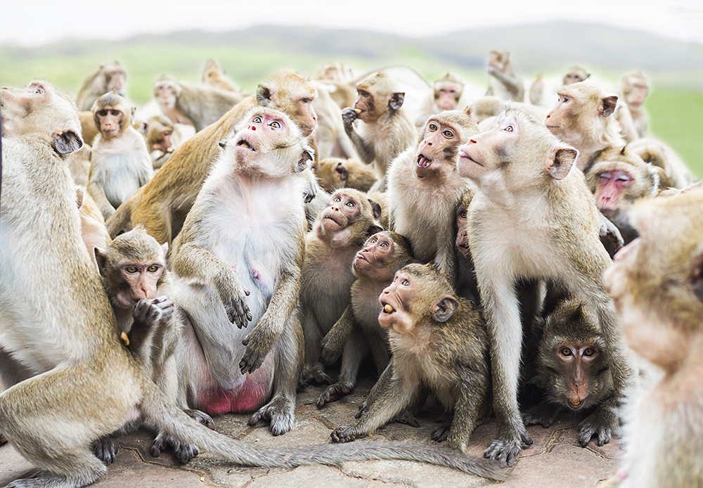 Comment attirer des visiteurs dans des zoos et parcs animaliers. Qweekle.